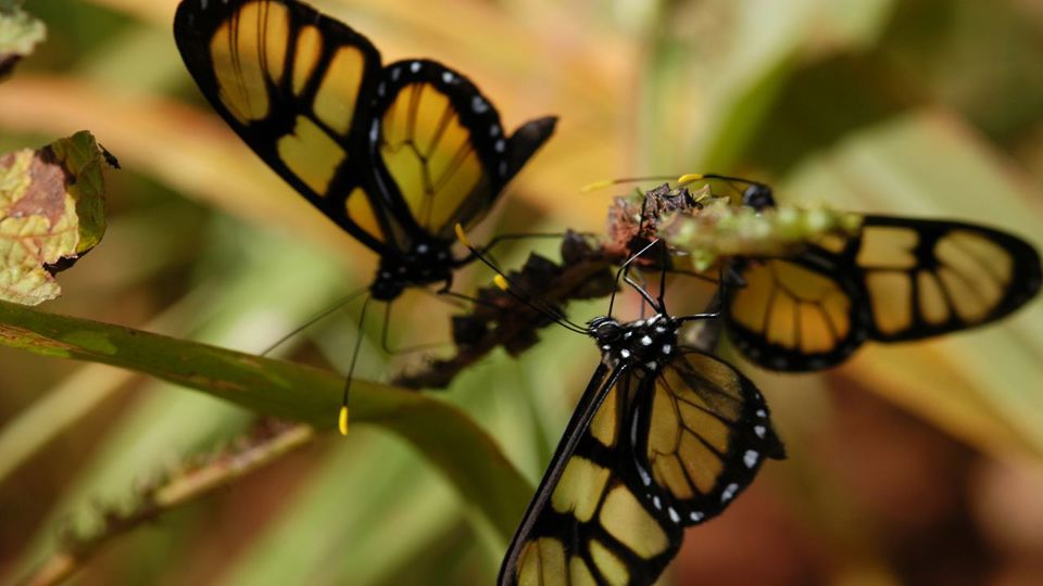 Jungle Fly Iguazu: Trekking & Canopy (Small Group) foto 2