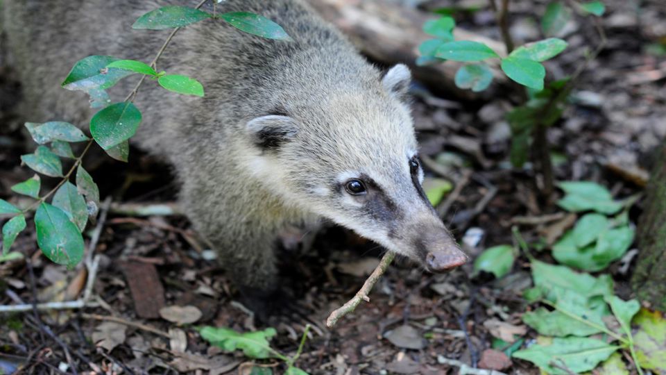 Argentine Side of Falls with Guide & Transfers foto 5