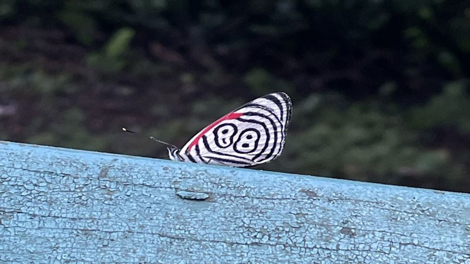Brazilian Side of Falls with Guide & Transfers foto 5