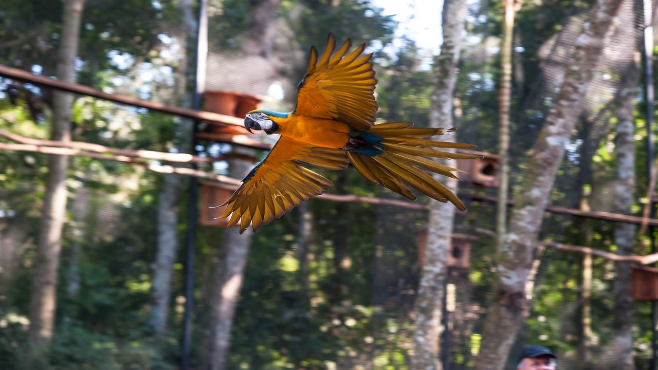 Iguazu Falls Brazilian Side With Bird Park (0)