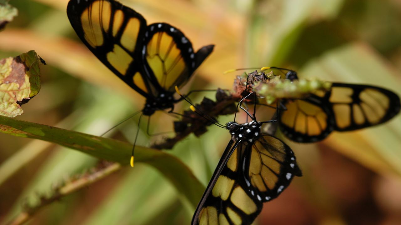 Aventura De Jungle Fly Em Pequenos Grupos